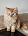 Persian female cat